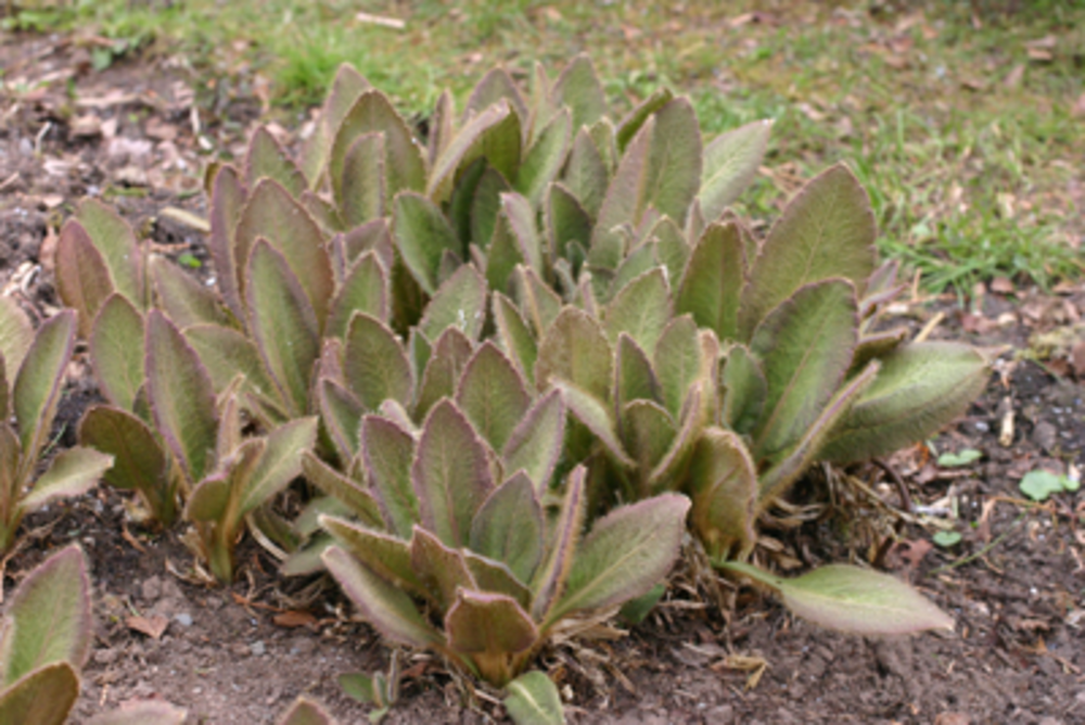 Young leaves showing red-purple pigmentation.